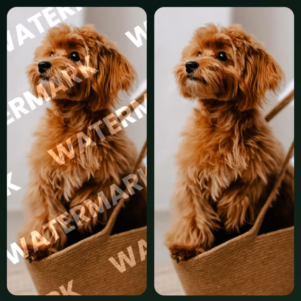 PhotoCat AI Object Remover